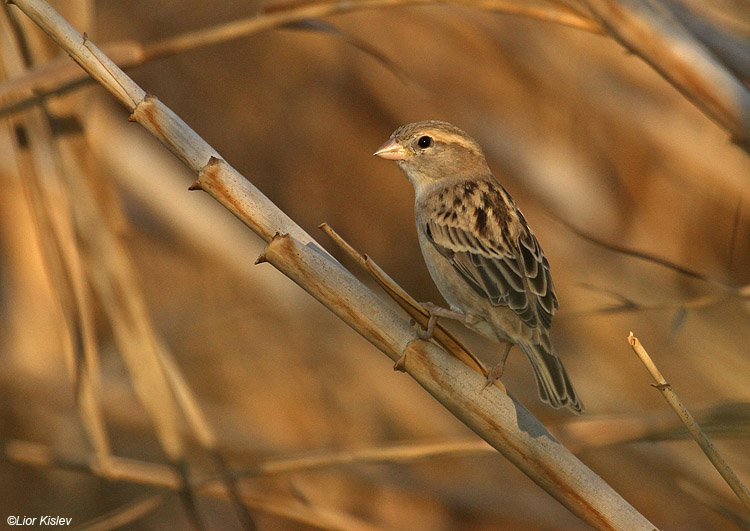 Dead Sea Sparrow Passer moabiticus. Btecha,north Israel , October  2010.Lior Kislev